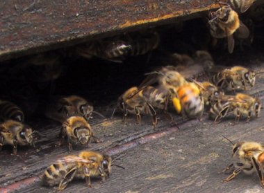 Bienen aus Hemmendorf