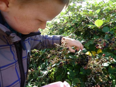 tapferer Brombeerensammler am Hörnle