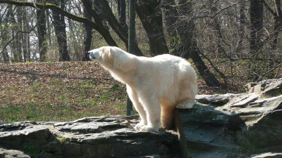 Berliner Eisbär